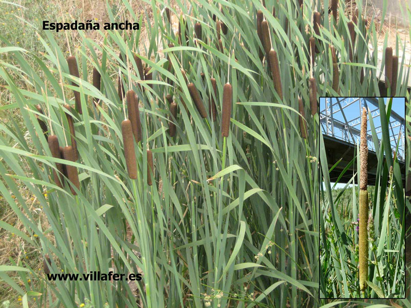 ribera-espadana-ancha