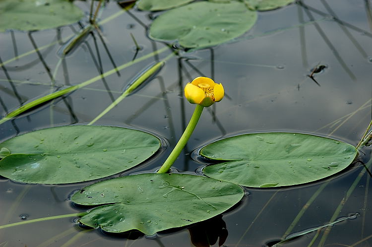 ribera-nenufar-amarillo