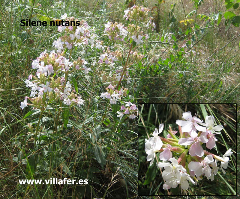 ribera-silene-nutans