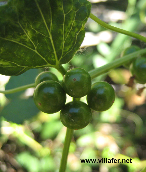 ribera zarzaparrila nueza fruto