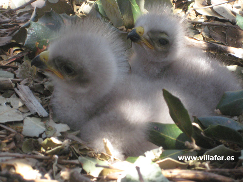 avcp-ratonero-comun-pollos