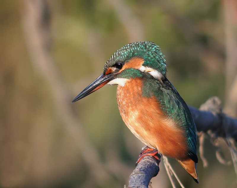 avrio martin pescador