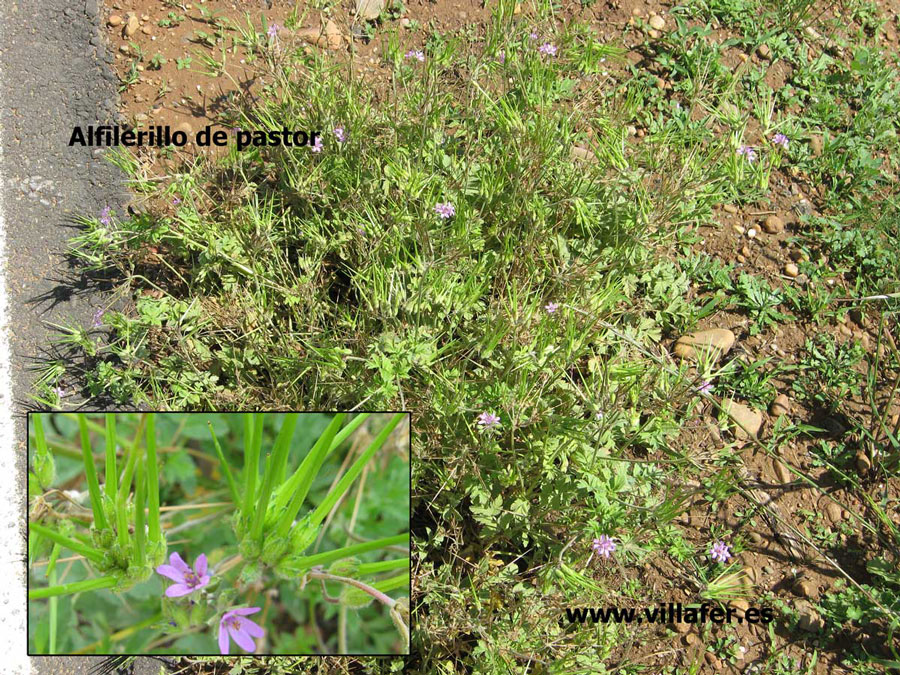 campo-alfiler-pastor