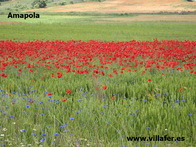 campo amapola800x600