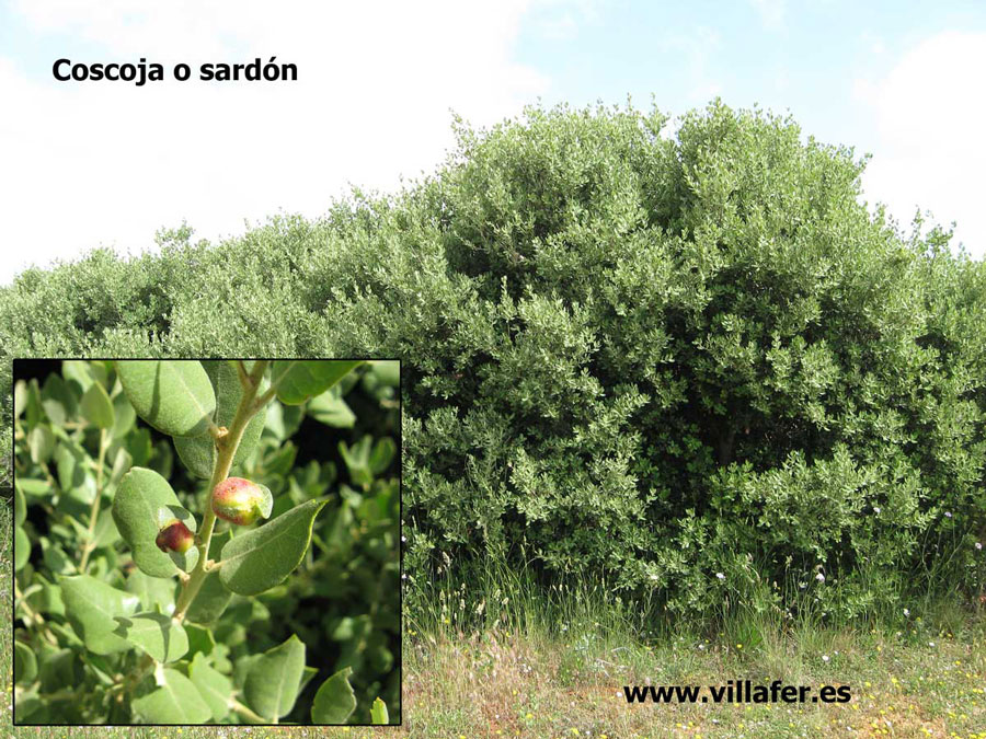 campo-coscoja-sardon