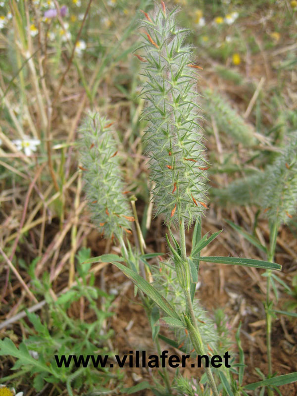 campo jopitos2