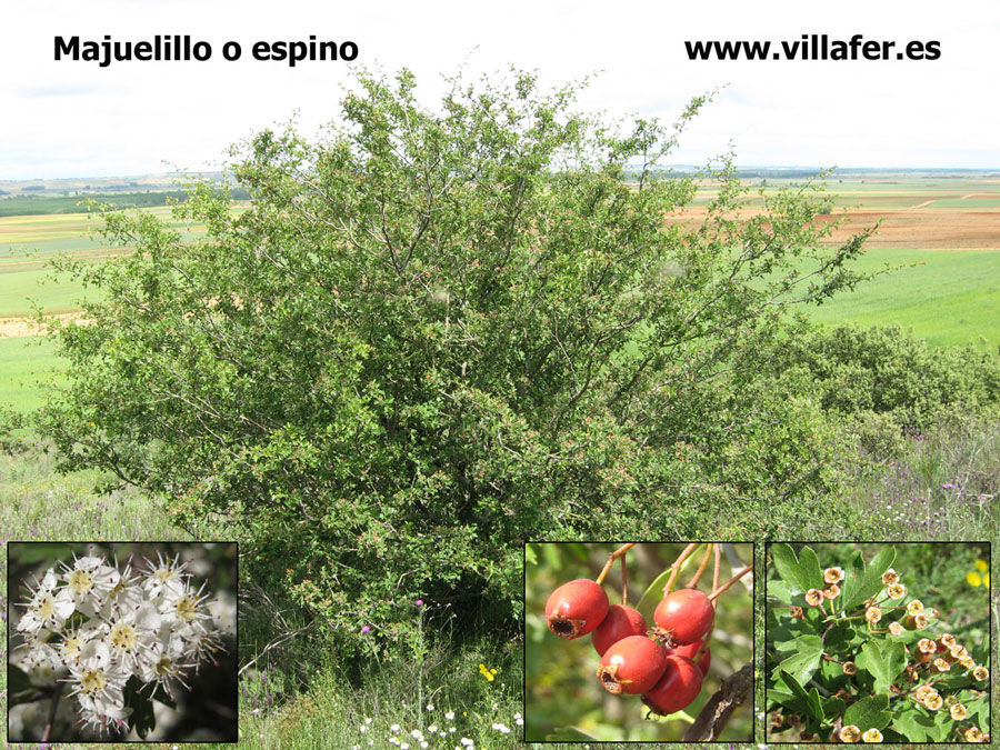 campo majuelillo espino4