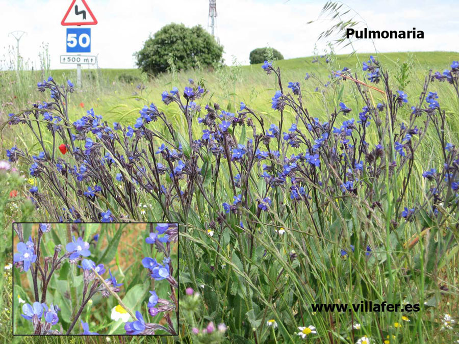 campo-pulmonaria