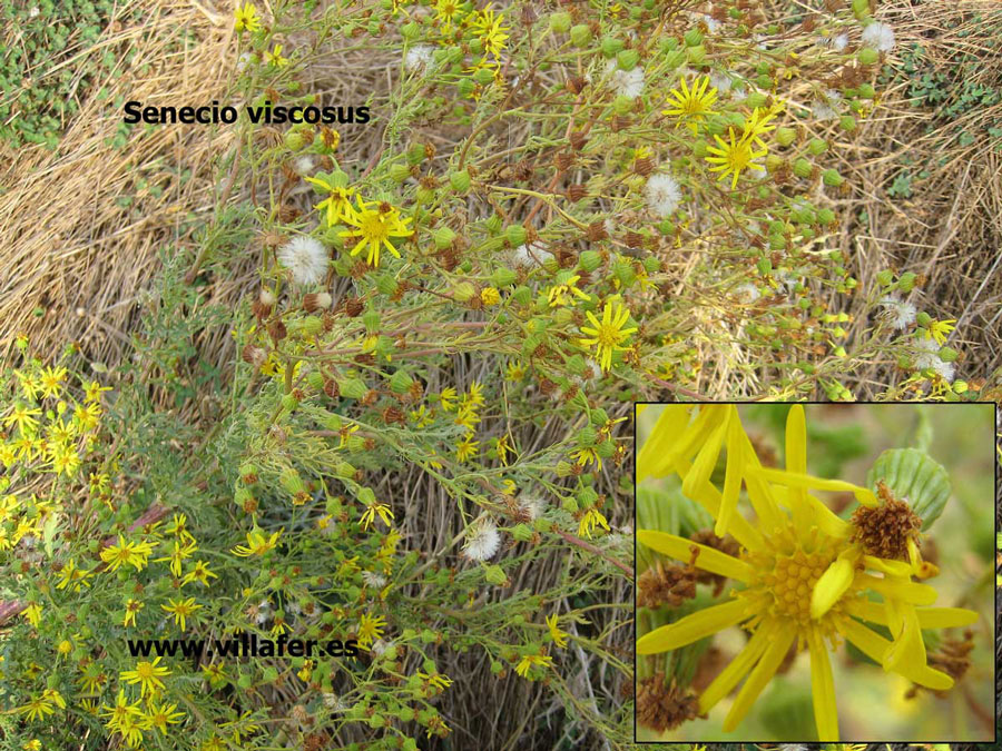 campo-senecio-viscosus