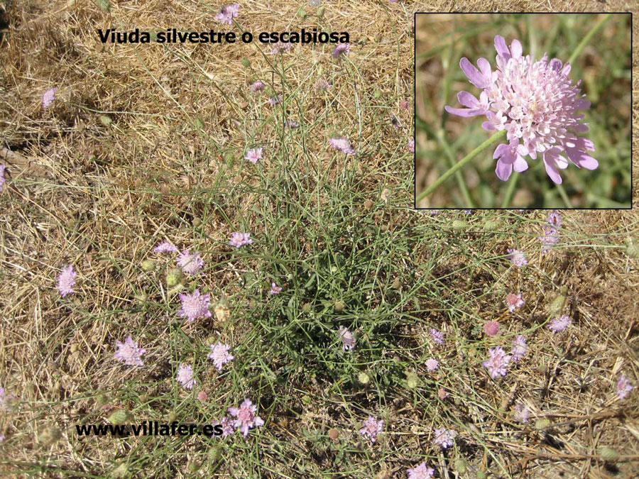 campo-viuda-silvestre