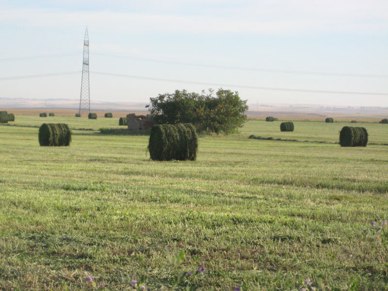 encintadora-alfalfa1