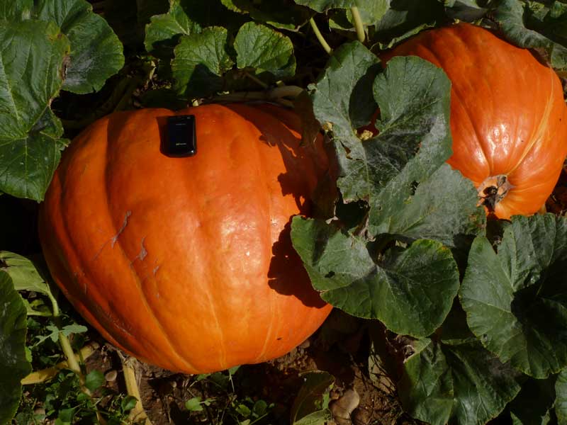 calabaza2013-3