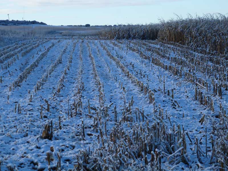 nieve2014-3