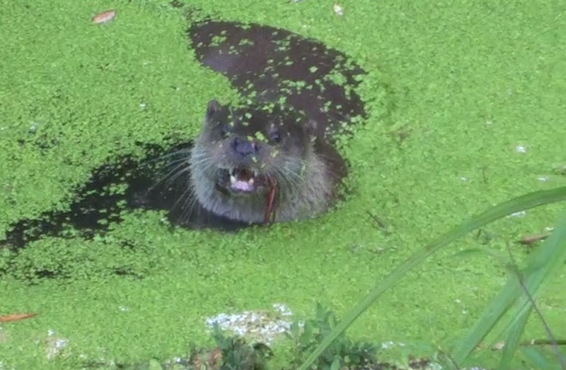 nutria1