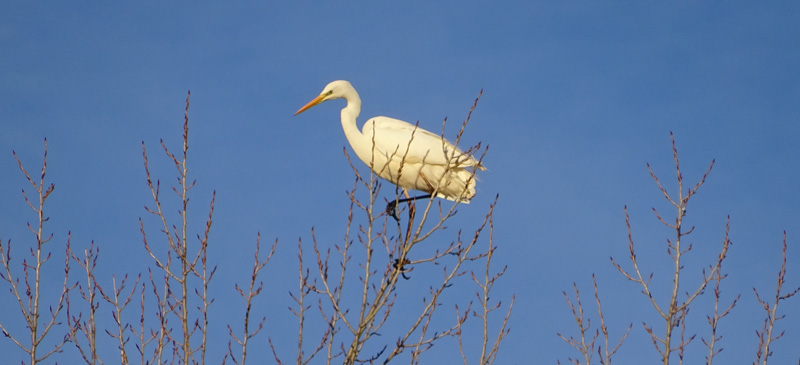 4garzas20